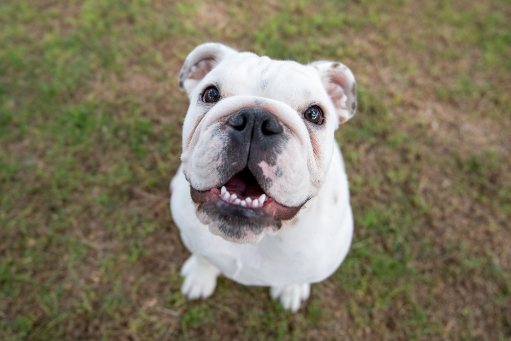 Photo de Bulldog anglais prise par null