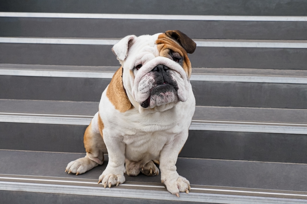 Photo de Bulldog anglais prise par null
