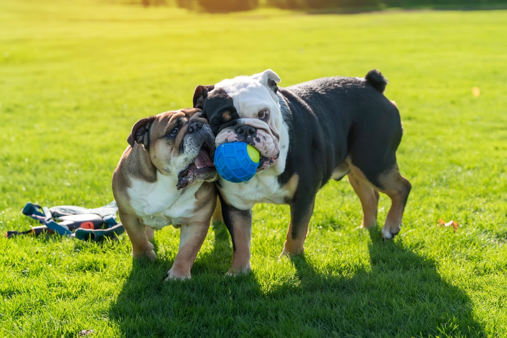 Photo de Bulldog anglais prise par null