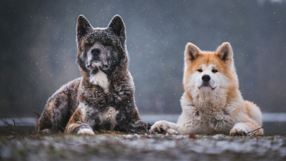 Photo de Akita inu