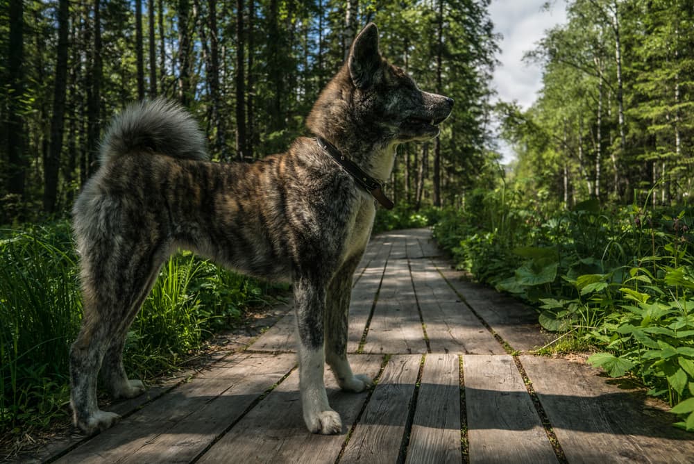 Photo de Akita inu prise par null