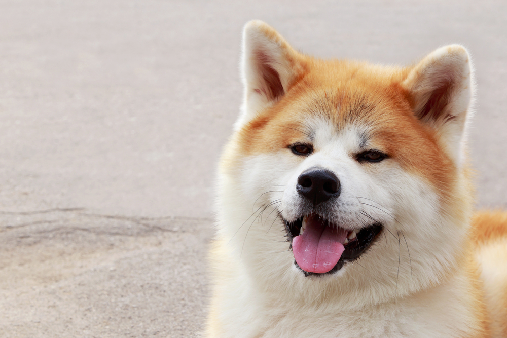 Photo de Akita inu prise par null