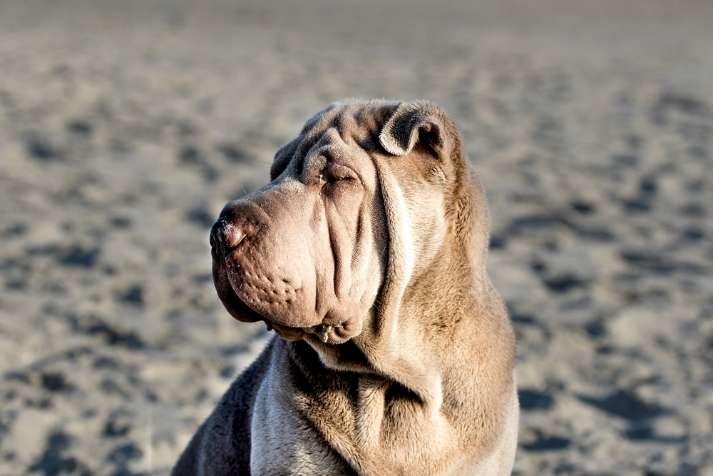Photo de Shar pei prise par null