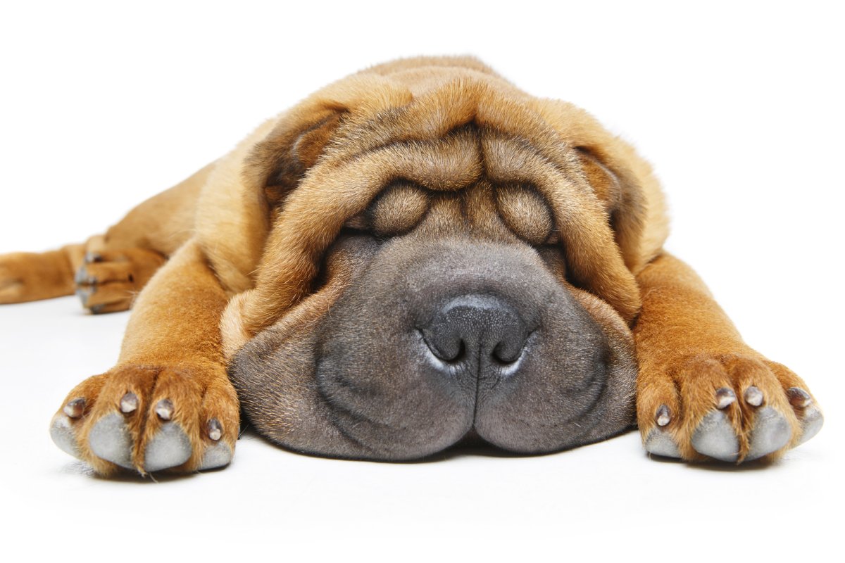 Photo de Shar pei prise par null