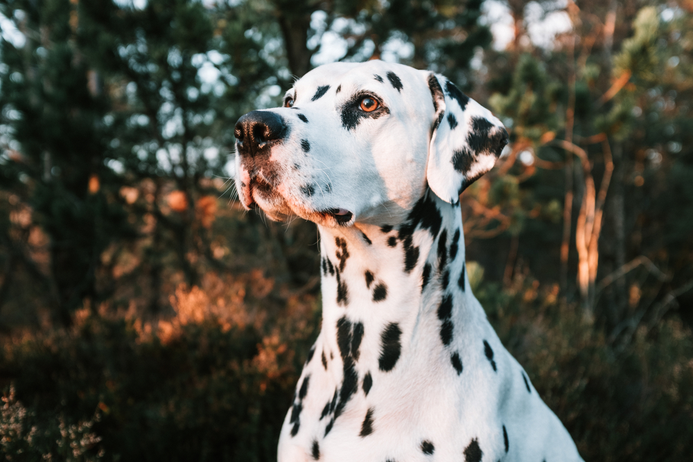 Photo de Dalmatien