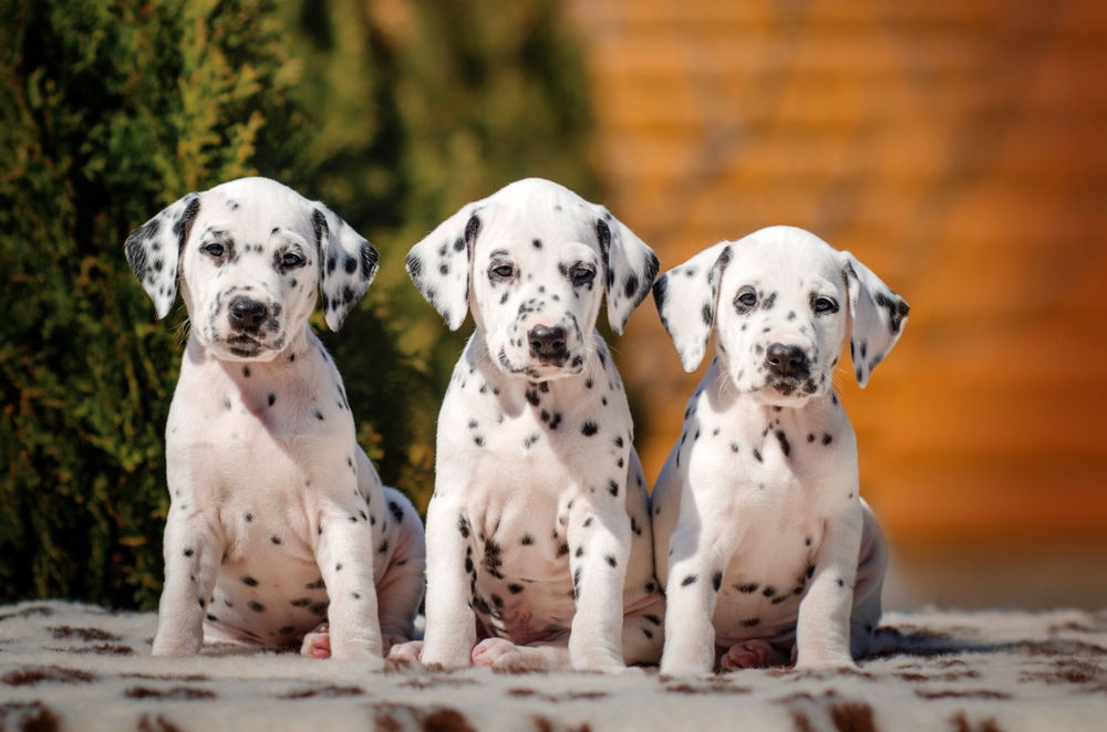 Photo de Dalmatien prise par null