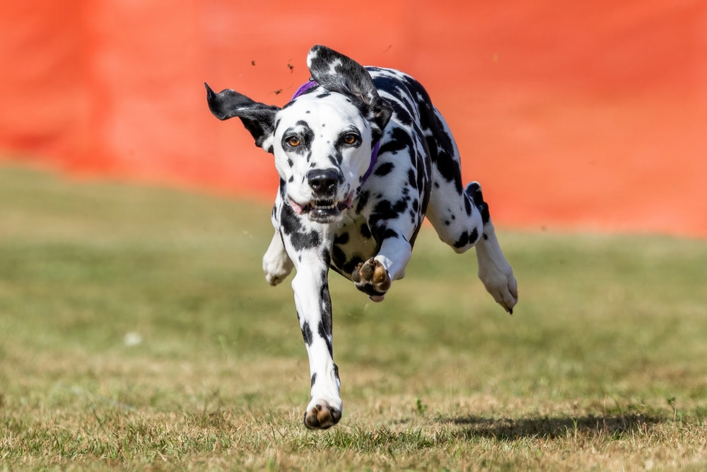 Photo de Dalmatien prise par null