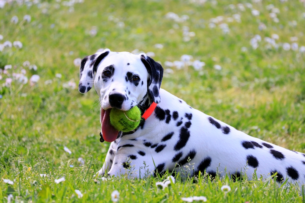 Photo de Dalmatien prise par null