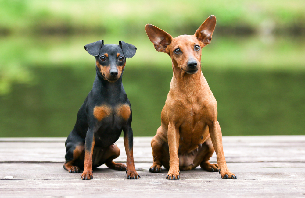 Photo de Pinscher
