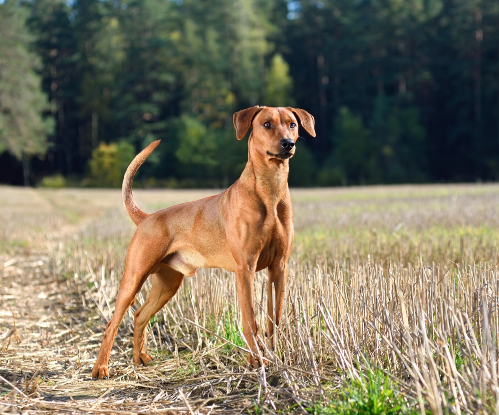 Photo de Pinscher prise par null
