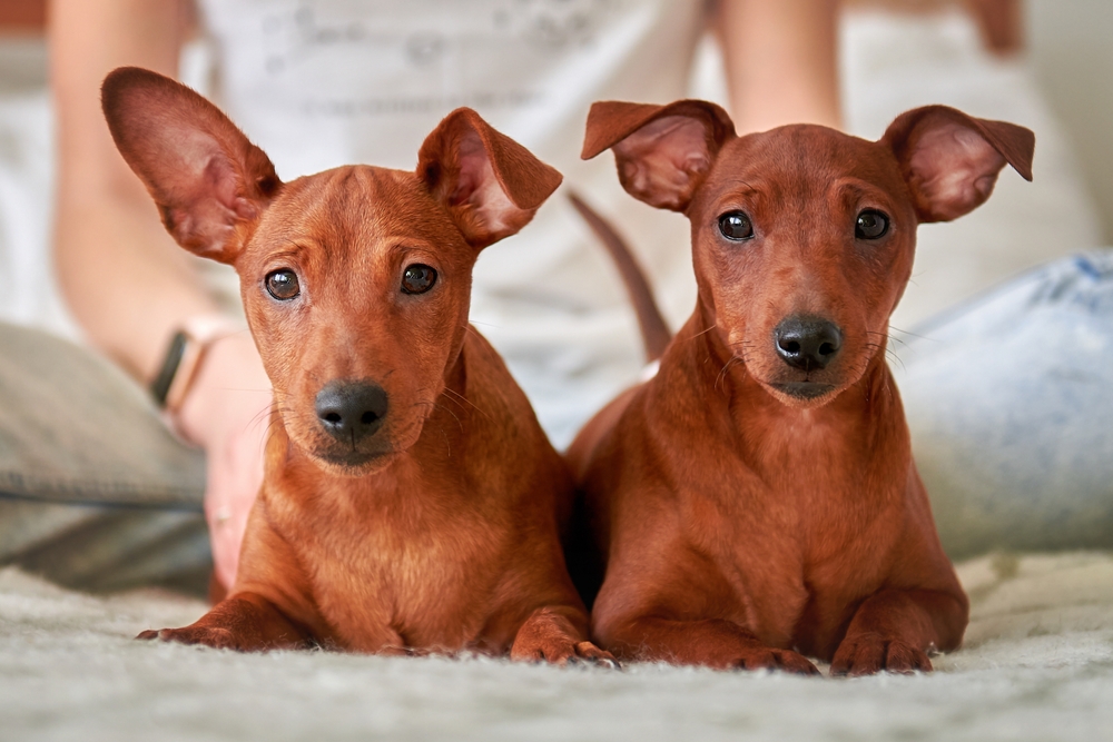 Photo de Pinscher prise par null