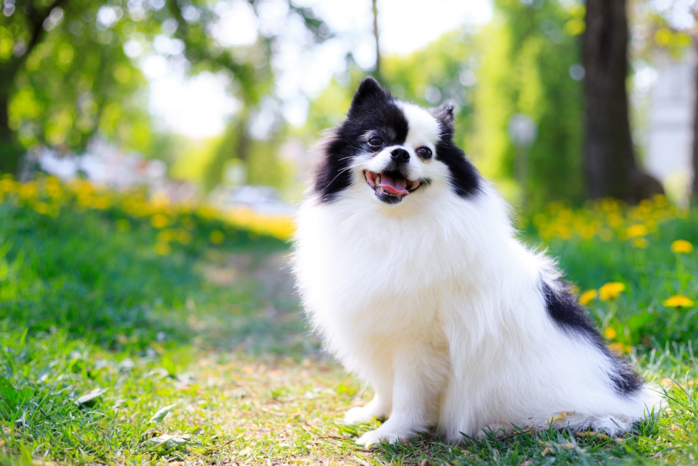 Photo de Spitz allemand