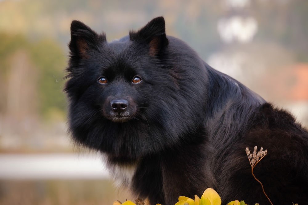 Photo de Spitz allemand prise par null