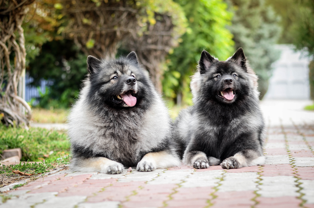 Photo de Spitz allemand prise par null
