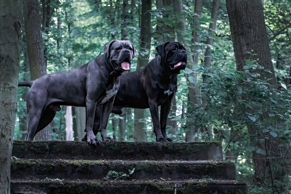 Photo de Cane Corso