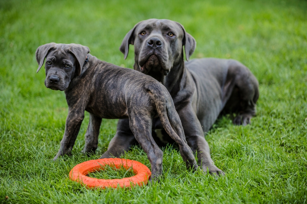 Photo de Cane Corso prise par null
