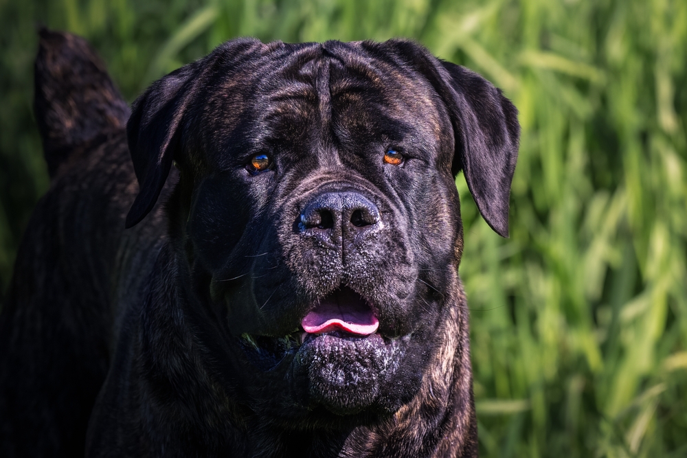 Photo de Cane Corso prise par null