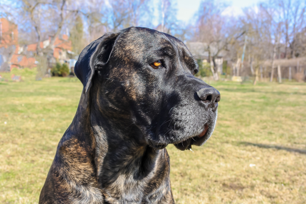 Photo de Cane Corso prise par null