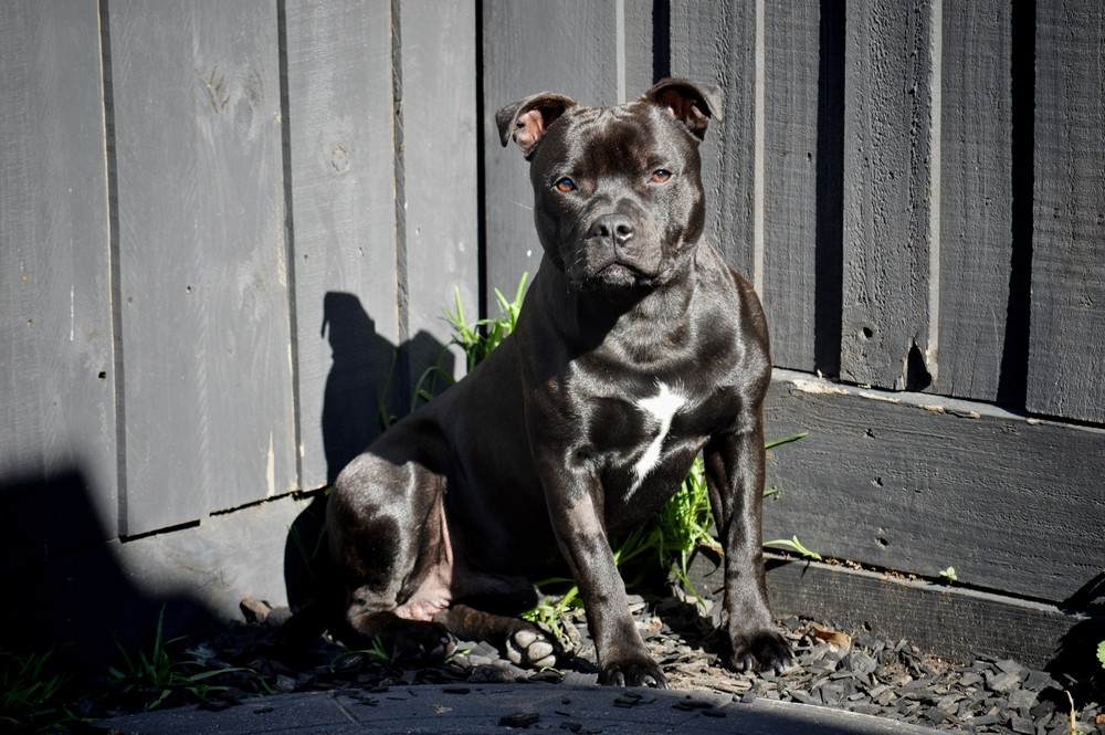 Photo de Staffordshire bull terrier prise par null