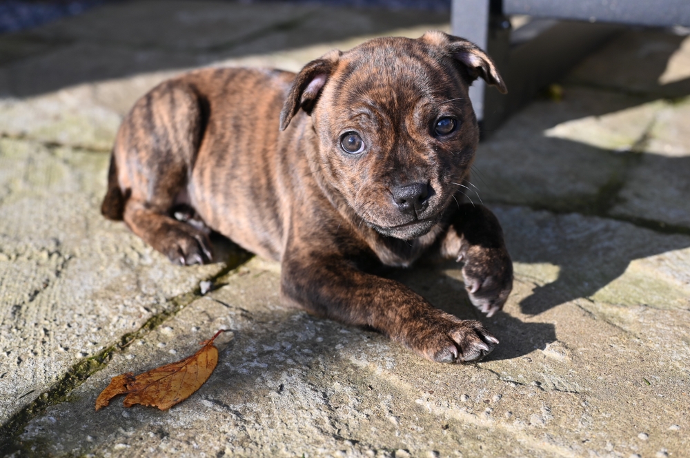 Photo de Staffordshire bull terrier prise par null
