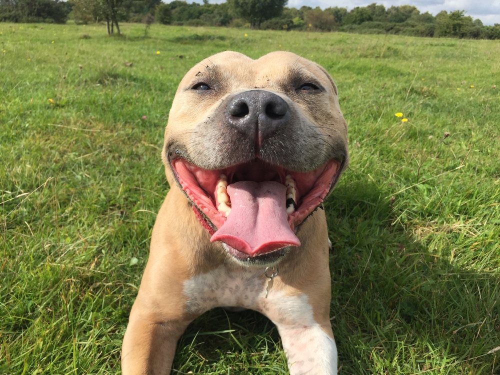 Photo de Staffordshire bull terrier prise par null
