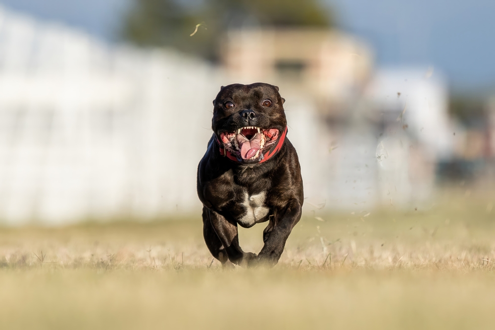 Photo de Staffordshire bull terrier prise par null