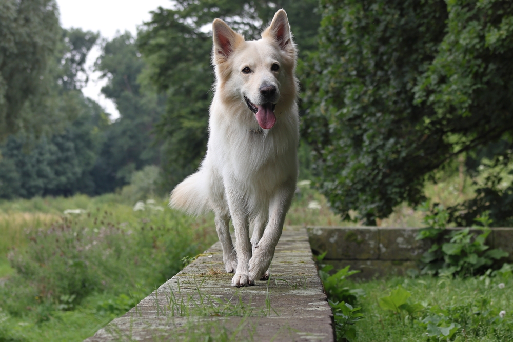 Photo de Berger blanc suisse