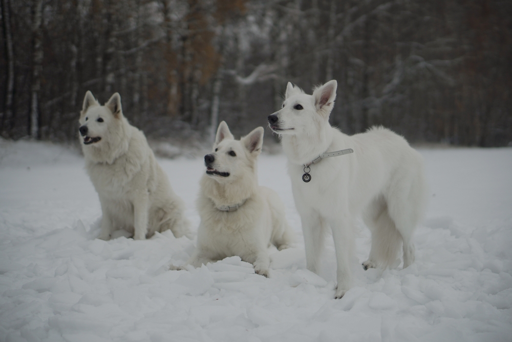 Photo de Berger blanc suisse prise par null