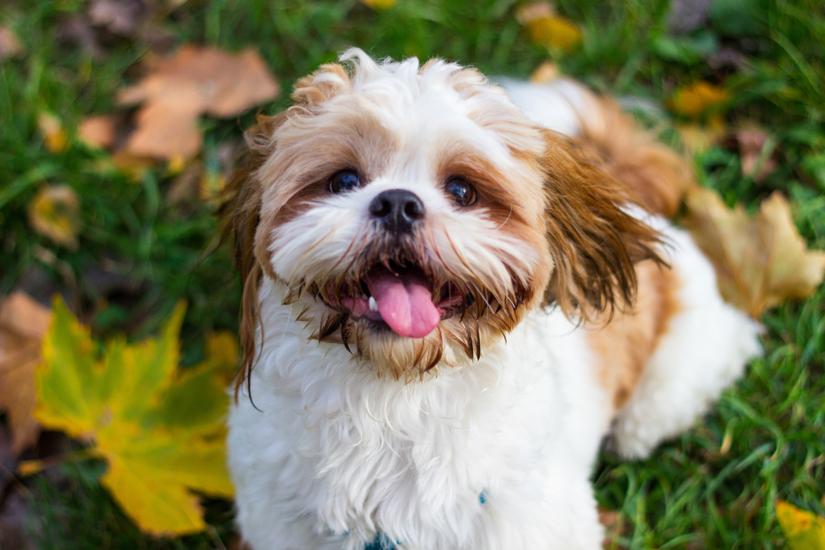 Photo de Shih tzu prise par null