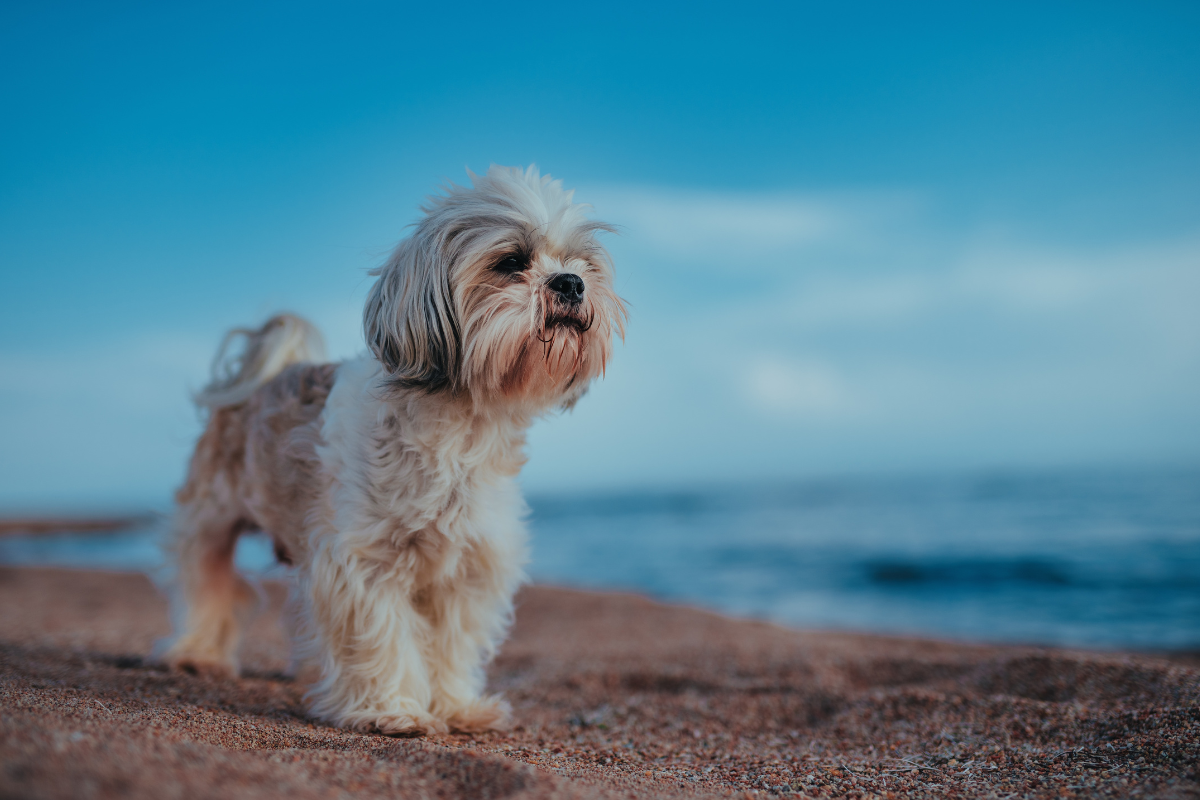 Photo de Shih tzu prise par null