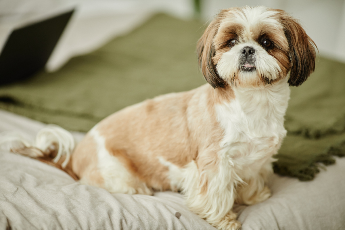 Photo de Shih tzu prise par null