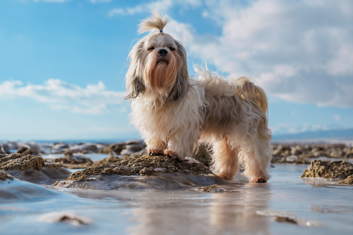 Photo de Shih tzu prise par null