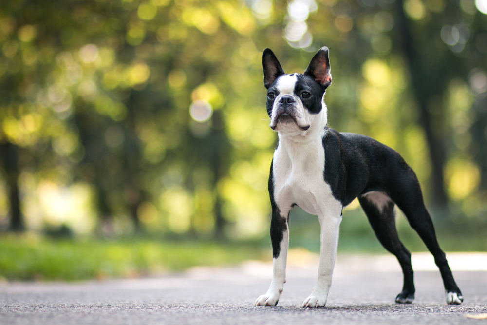 Photo de Boston terrier