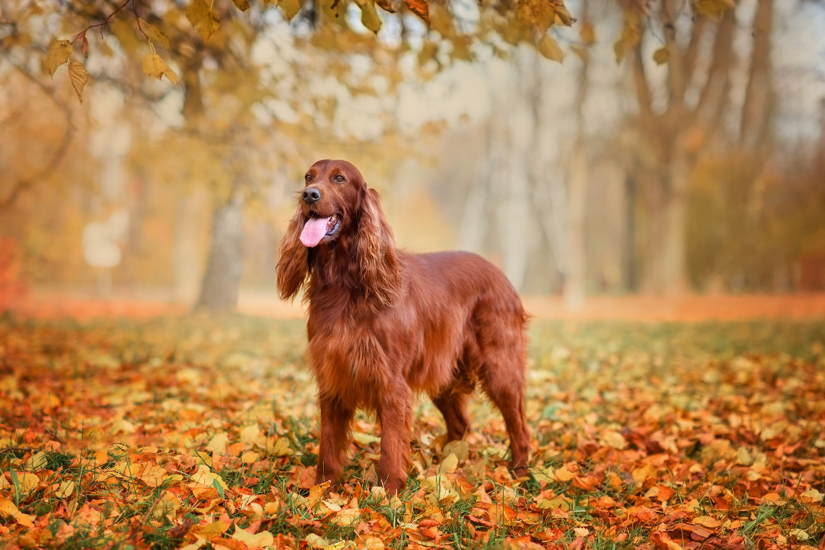 Photo de Setter irlandais