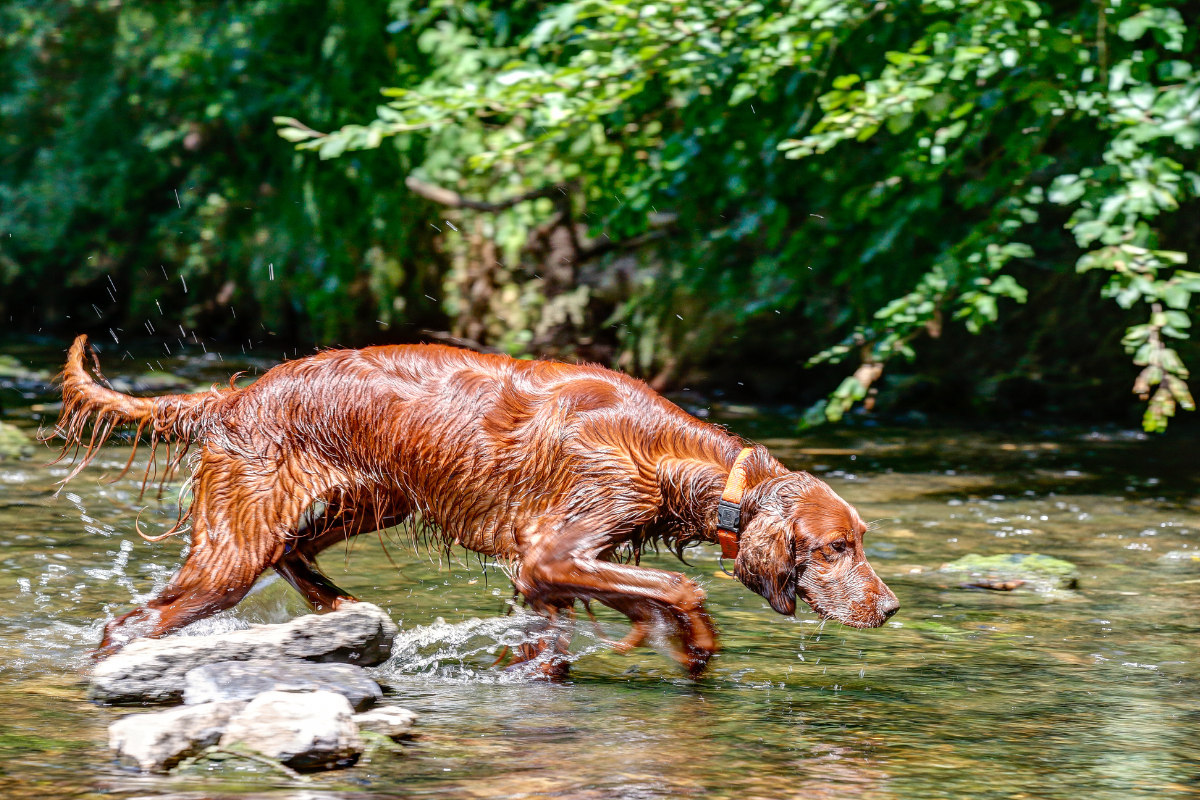 Photo de Setter irlandais prise par null