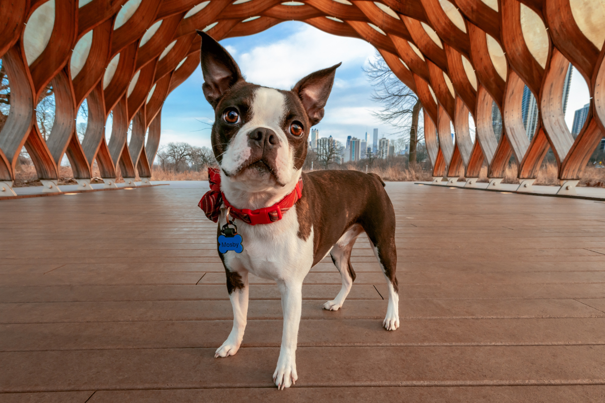 Photo de Boston terrier prise par null