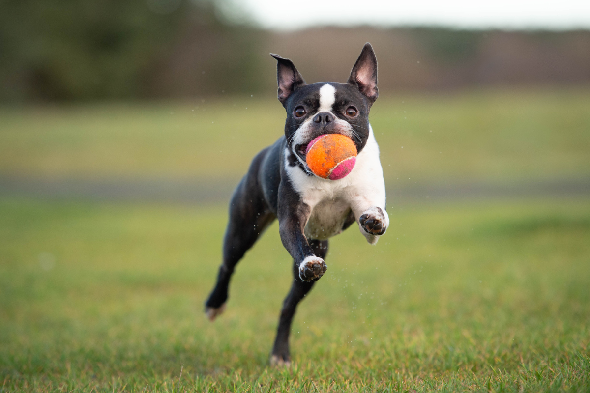 Photo de Boston terrier prise par null