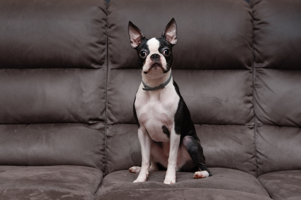Photo de Boston terrier prise par null