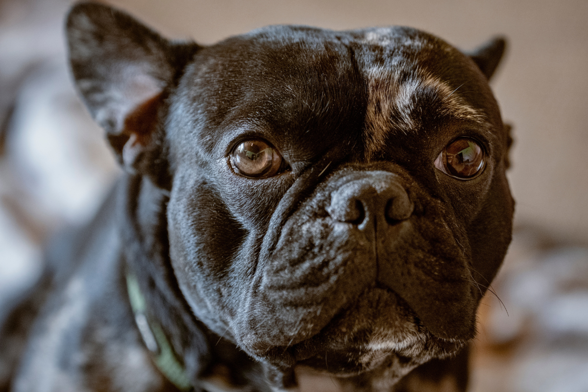 Photo de Bouledogue français prise par null