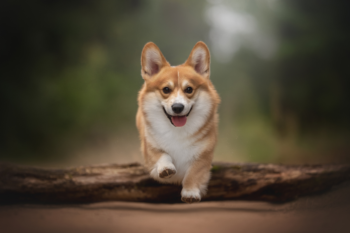 Photo de Welsh corgi pembroke