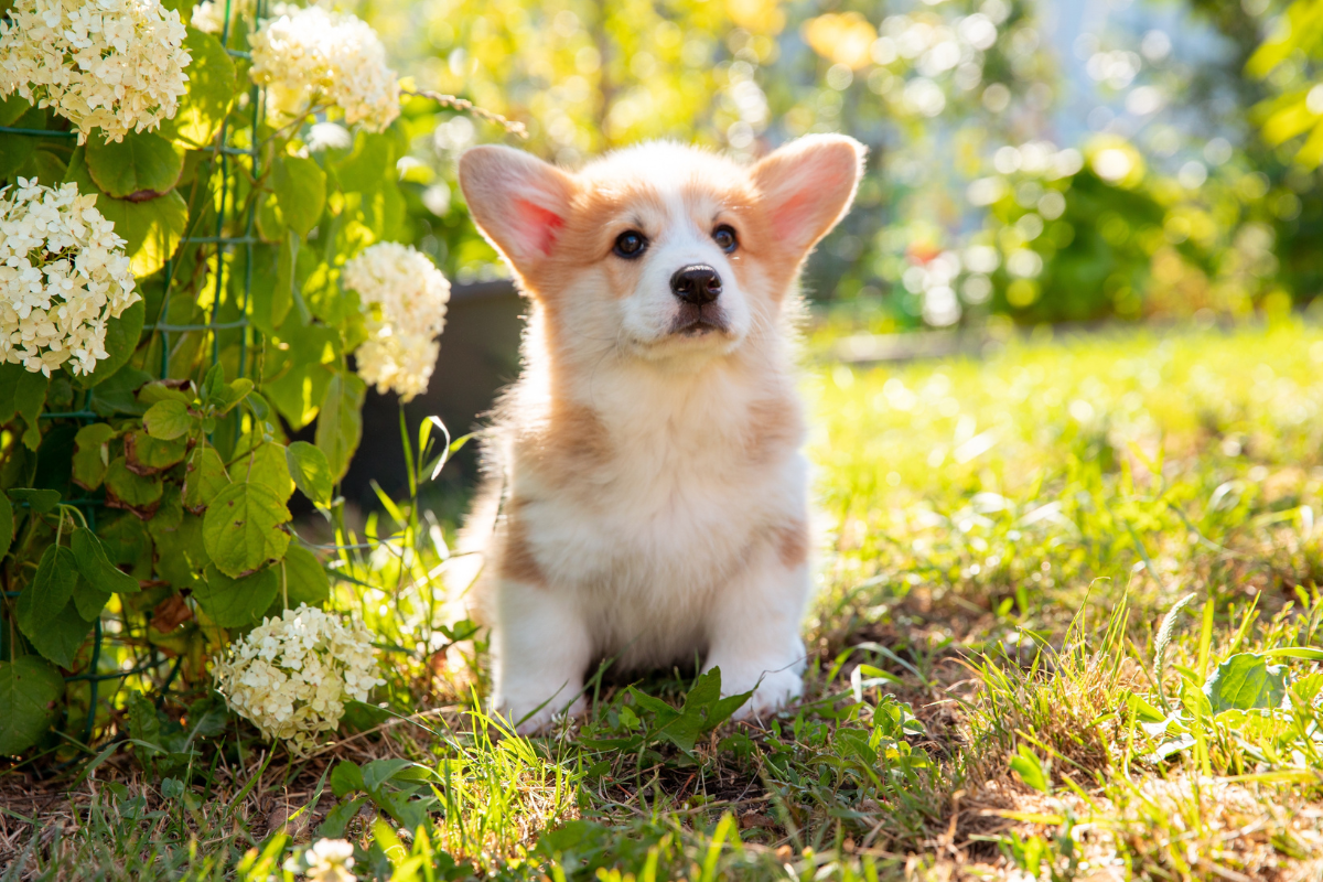 Photo de Welsh corgi pembroke prise par null