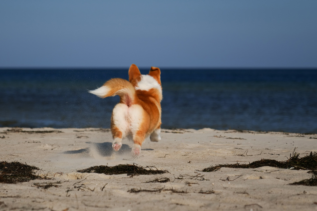 Photo de Welsh corgi pembroke prise par null