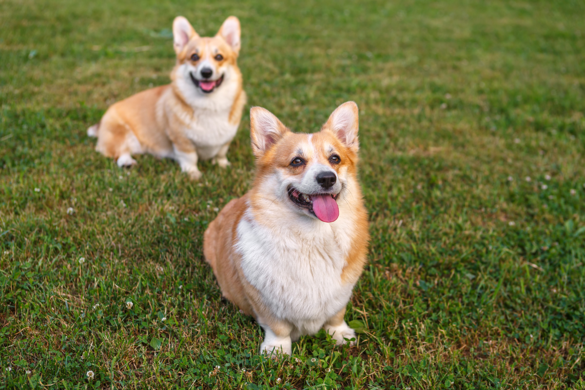 Photo de Welsh corgi pembroke prise par null