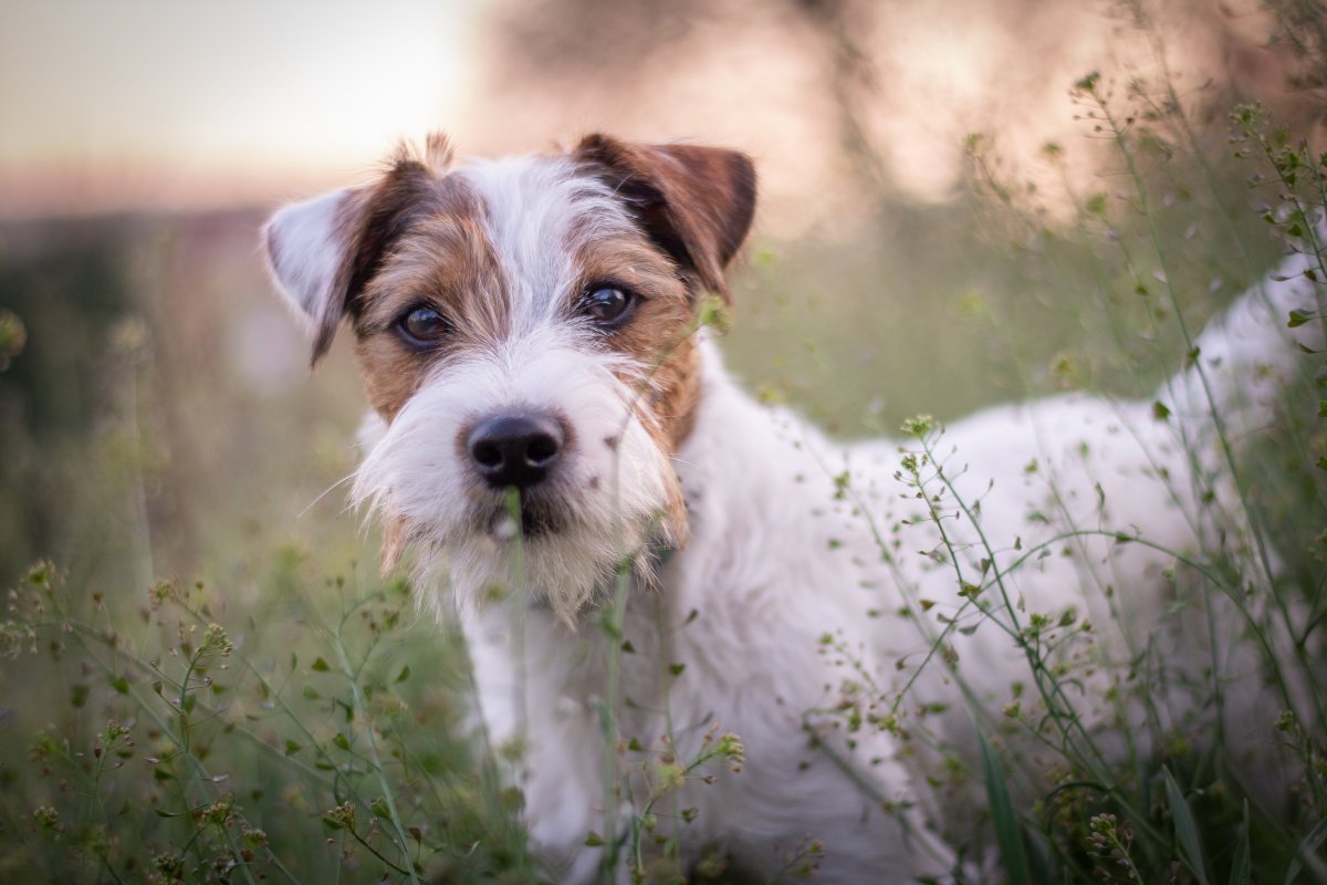 Photo de Parson russel