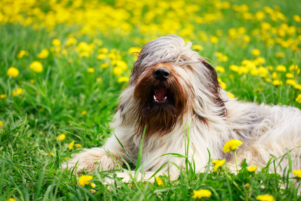 Photo de Briard