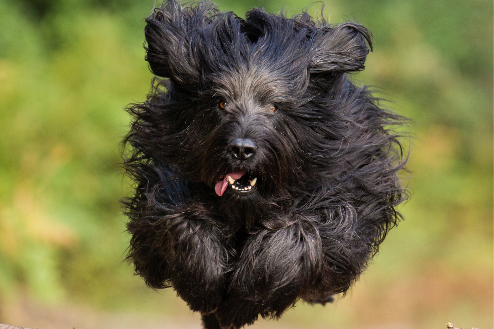 Photo de Briard prise par null