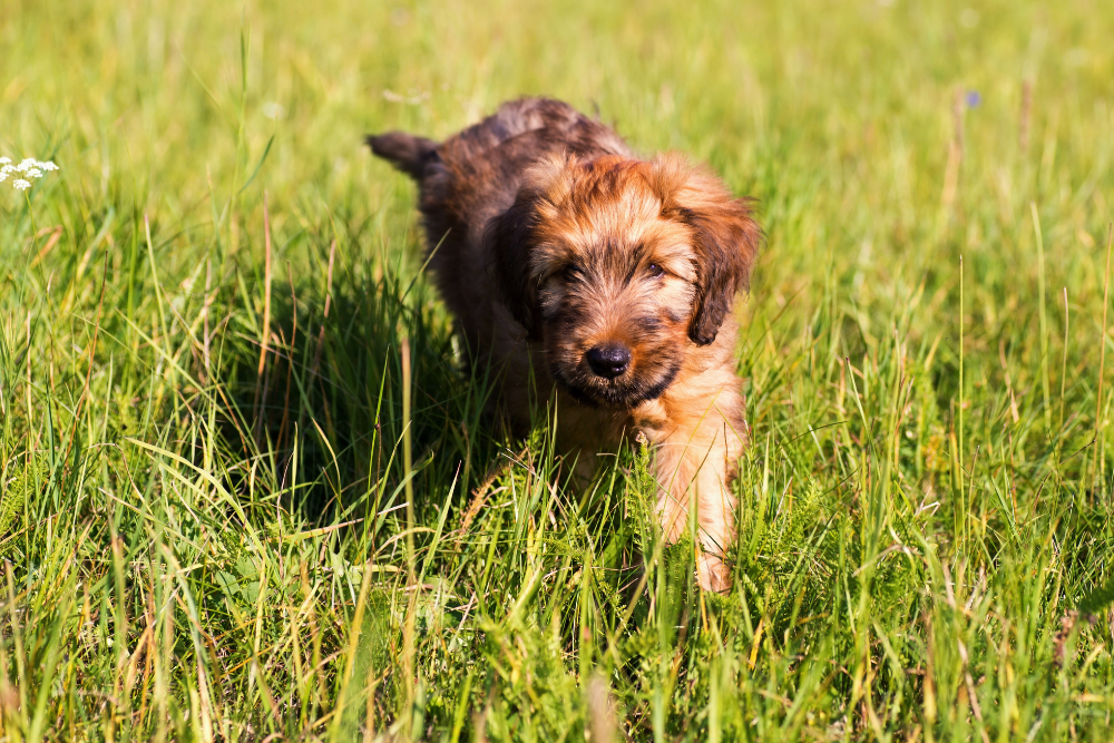 Photo de Briard prise par null