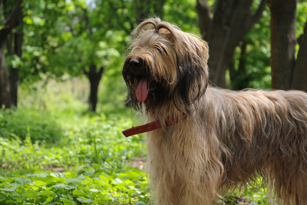 Photo de Briard prise par null