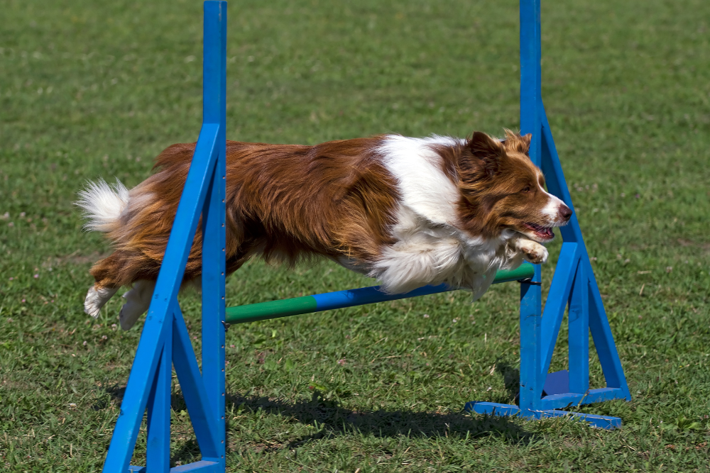Photo de Border collie prise par null