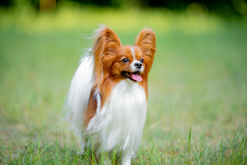 Photo de Papillon